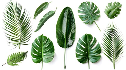 Wall Mural - Tropical green leaves collection isolated on white background