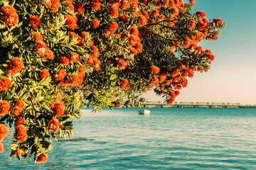 Wall Mural - New Zealand bright red pohutukawa in bloom hanging over waters edge. in faded retro coloration