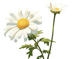 Poster - PNG Whire gerbere daisy blossom flower plant