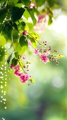 Poster - Delicate Pink Blooms of Crepe Myrtle Hanging from Lush Green Branches After a Rain Shower