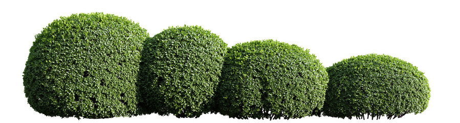 Poster - buxus globe tree isolate transparent background.3d rendering
