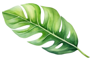 Wall Mural - PNG Leaf plant white background xanthosoma.