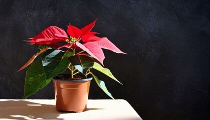 Wall Mural - red and yellow leaves on the wall, flowers in a vase, flower in a pot, red poinsettia christmas tree, red flower in flowerpot, Plant Poinsettia with Dark Background and Sharp Shadow