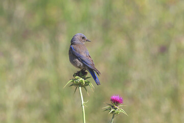 Wall Mural - a bluebird on the flower