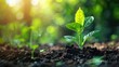 © Nuth - Close up of a young green plant growing in fertile soil with a blurred forest background, symbolizing growth, nature, and environmental sustainability.
