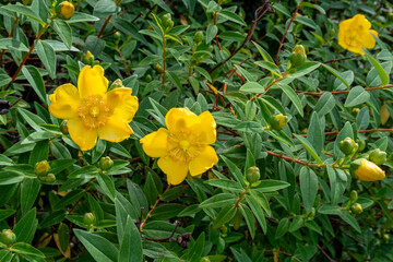 Hypericum calycinum. Creeping St. John's wort bush with yellow flowers. Grass of San Juan. Star of Jerusalem.