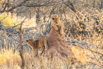 Wall Mural - Lion (Panthera leo), adult, male, stalking, vigilant, Sabi Sand Game Reserve, Kruger National Park,South Africa, Africa