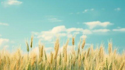 Wall Mural - The wheat field set against a backdrop of a clear blue sky