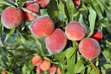 Wall Mural -  close-up of the ripe organic peaches branch in the orchard at sunny summer day
