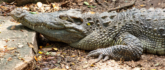 Wall Mural - Portrait of a crocodile in the park