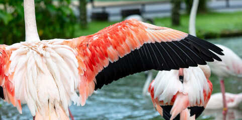 Sticker - Wings of a pink flamingo in the park