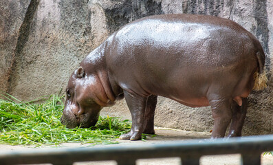 Poster - Portrait of a hippopotamus in the zoo