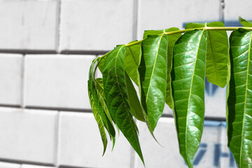 Tree branch with green leaves in front of the wall. Natural background concept.