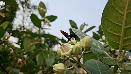 Wall Mural - Indian Carpenter bee collects nectar on flower.