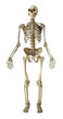 © kai - 人体の全身骨格模型イメージ「AI生成画像」