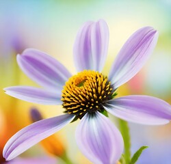 daisy flower, nature, pink, macro, purple, plant, spring, flora, yellow, beauty, garden, summer, petals, petal, isolated