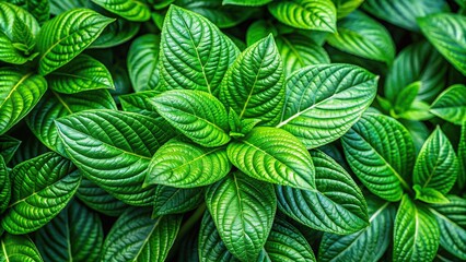 Wall Mural - Close up of a vibrant green leafy plant, nature, green, foliage, close-up, plant, growth, botanical, organic, vibrant