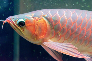 Lots of Arowana Super Red in Aquarium