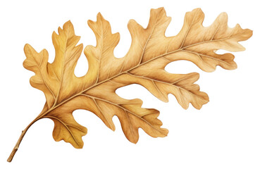 Sticker - PNG Oak leaf plant tree creativity.