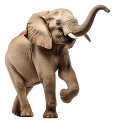 Sticker - PNG Elephant wildlife animal mammal.