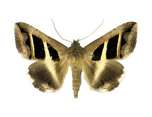 Moth with an unusual geometric pattern on its wings Grammodes bifasciata isolated on transparent, close-up, macro. Design element. Noctuidae, collection butterflies, insects.