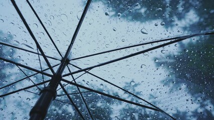 Canvas Print - Raindrops fall on clear umbrellas under a dry tree branch and heavy rain thunderstorms.