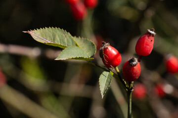  Rose-hips  (Rosa canina)