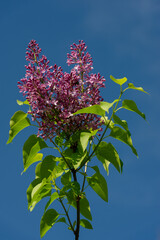 Wall Mural - Lilac branch with flowers against the background of the blue sky.