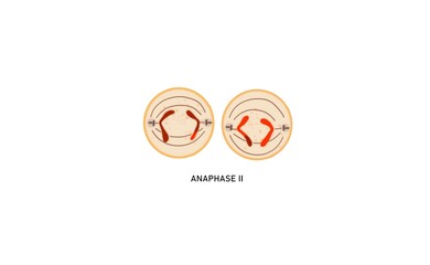 Wall Mural - In this phase of meiosis II,  there is a simultaneous splitting of the centromere of each chromosome and the sister chromatids are pulled away towards the opposite poles.