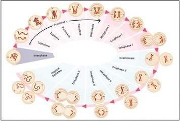 Wall Mural - Meiosis is the process in which a single cell divides twice to form four haploid daughter cells.