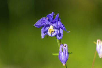 Wall Mural - The flowers of Aquilegia nigricans, the Bulgarian columbine