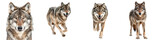 Collection of grey wolfs canis lupus isolated on transparent or white background