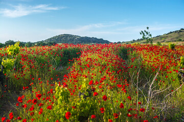 Wall Mural - Poppy field