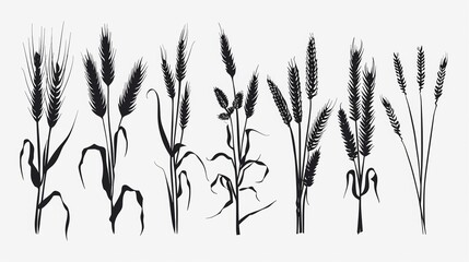 Vector illustration black silhouette shape of wheat ear