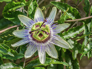 Wall Mural - Passiflora Caerulea Blue Crown Flower