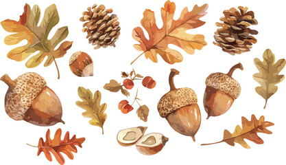 acorn watercolor clipart