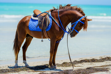 A horse resting on the seashore, standing