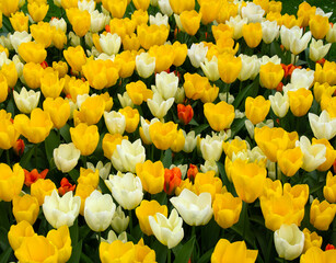 Poster - Tulips flowers blooming in the spring garden