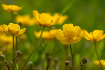 Wall Mural - wild yellow flower on the field