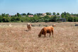 © LuIvDa - Gado bovino no pasto num dia de verão e céu azul