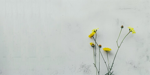 flowers on minimal wall background