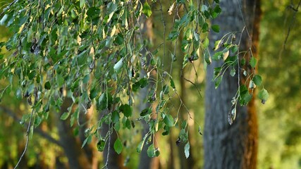 Poster - Branches of linden tree waving on the wind. Calm warm evening in forest, linden foliage on branches