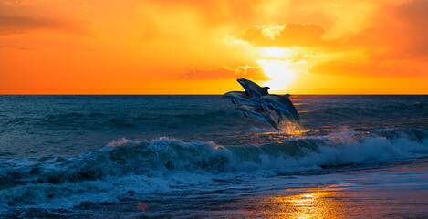Poster - Group of dolphins jumping on the sea wave at sunset 