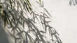 © Sean Lee - Bamboo leaves on minimal wall background