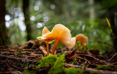 Wall Mural - Edible forest mushrooms, grow in the grass.