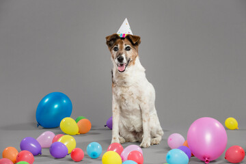 Wall Mural - old fox terrier dog celebrating her birthday with colorful balloons and a hat in the studio on a grey background