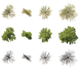 Wall Mural - top view evergreen and autumn and dried trees cutout 3d render png set isolated png on a transparent