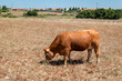 © LuIvDa - Vaca castanha no pasto sob um céu azul de um dia ensolarado de verão