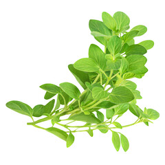 Wall Mural - Fresh twigs of Oregano herb or Marjoram plant isolated on white background. Sweet Majoram closeup.