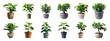 © Mr. Stocker - Twelve different types of potted plants, cut out - stock png.